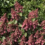 Hortenzia metlinatá (Hydrangea paniculata) ´LIVING INFINITY´® by LIVING CREATIONS® - výška 40-60 cm, kont. C2L - 150 dní kvitnutia!